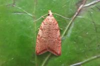 Aleimma loeflingiana
