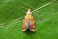 Acleris bergmanniana