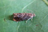 Gypsonoma minutana