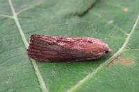 Galleria mellonella