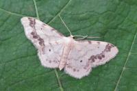 Idaea trigeminata
