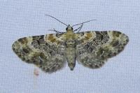 Eupithecia pulchellata