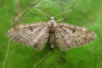 Eupithecia tantillaria