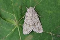 Acronicta aceris