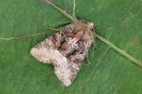 Oligia strigilis