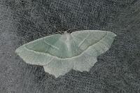Campaea margaritaria