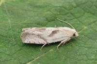 Eucosma metzneriana