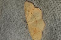 Cyclophora punctaria