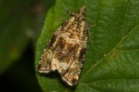 Celypha lacunana