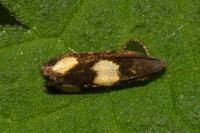 Pammene aurana