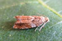 Epinotia abbreviana
