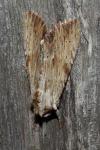 Apamea lithoxylaea