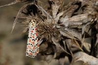 Utetheisa pulchella