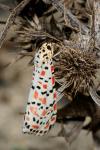 Utetheisa pulchella