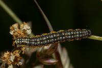 Depressaria daucella