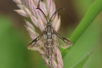 Pyropteron meriaeforme