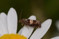 Epiblema costipunctana