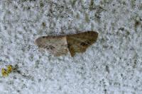 Idaea dimidiata