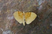Gandaritis pyraliata