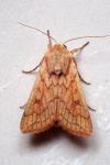 Mythimna vitellina