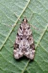 Eudonia delunella