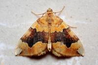 Cidaria fulvata