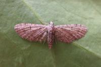 Eupithecia ultimaria