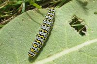 Cucullia verbasci