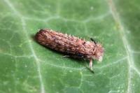 Ochsenheimeria taurella