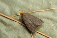 Eurodachtha pallicornella