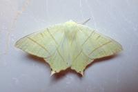 Ourapteryx sambucaria