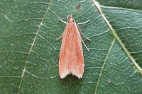 Helcystogramma rufescens