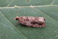 Epinotia signatana