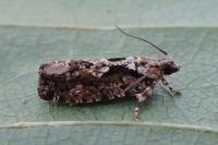 Zeiraphera isertana