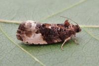 Hedya nubiferana