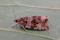 Orthotaenia undulana