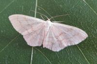 Scopula floslactata