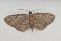 Eupithecia tenuiata