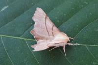 Ennomos erosaria