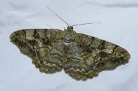 Alcis repandata