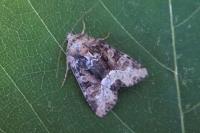 Oligia strigilis