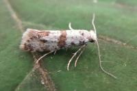 Scythropia crataegella