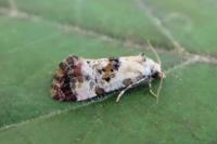 Cochylis hybridella