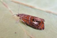 Olethreutes arcuella