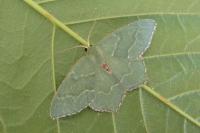 Hemithea aestivaria
