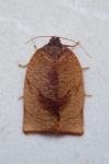 Cacoecimorpha pronubana