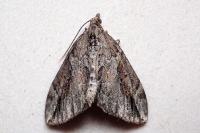 Thera cupressata