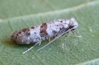 Scythropia crataegella