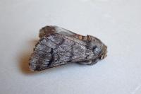 Thaumetopoea pityocampa