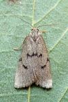 Apaidia mesogona